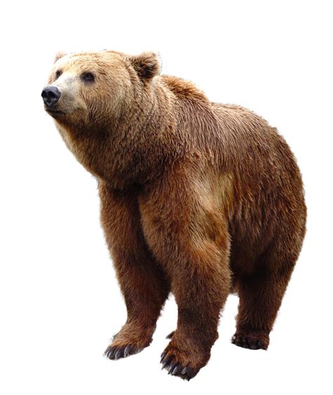 Mammal PNG Download Image | PNG All