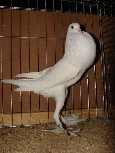 English Pouter Pigeons | Pigeontype