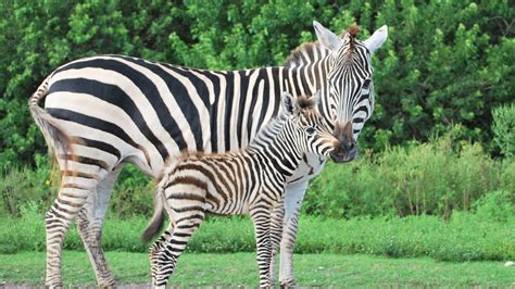 Pictures Of Baby Zebras