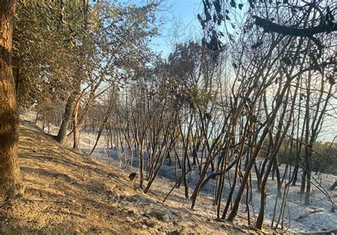 Incendi A Ortona Il Comune Chiede Lo Stato Di Emergenza Il Giornale