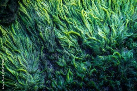 Green Algae Covered Granite Boulder In A Riverbed Background And