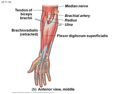 Lecture Anterior Forearm And Elbow Flashcards Quizlet