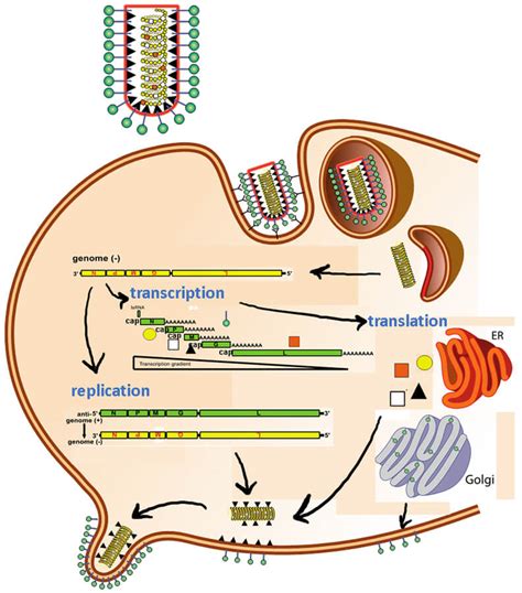 Rabies Virus Diagram