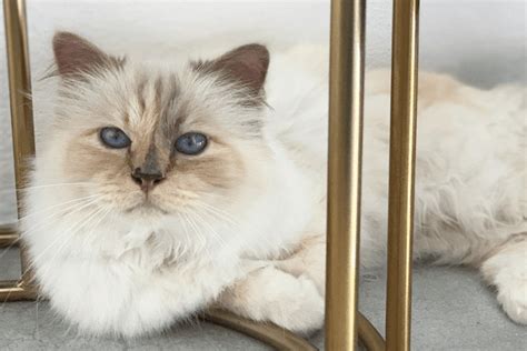 Karl Lagerfelds Katze Choupette ist zurück auf Instagram