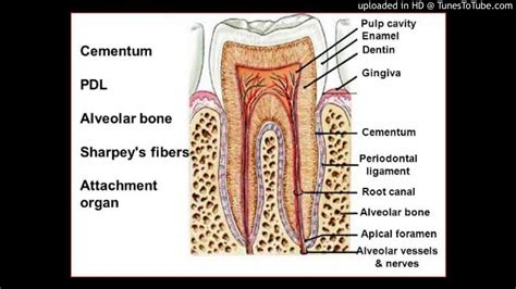 Alveolar Anatomy