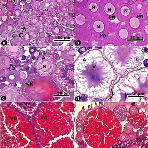 Histological Observations Of The Oocytes Of Cyprinus Carpio A