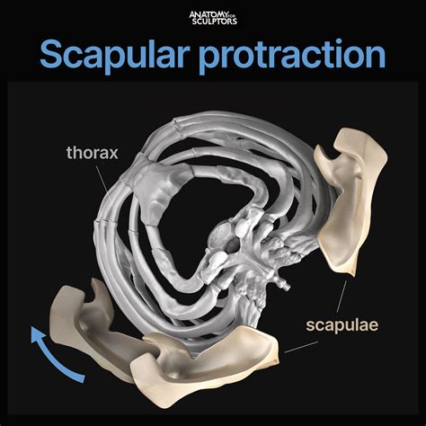 During scapular protraction, the scapula and all the muscles attached ...