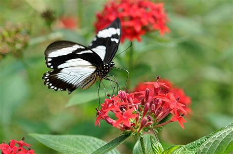 Butterfly Photograph By Jo Ann Matthews Fine Art America