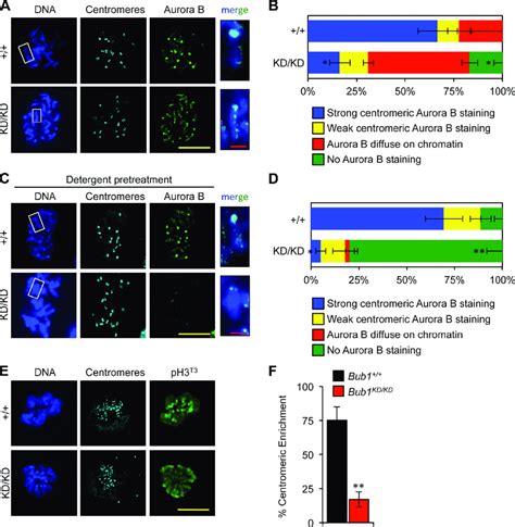 Bub Kinase Activity Contributes To Aurora B Accumulation At Inner