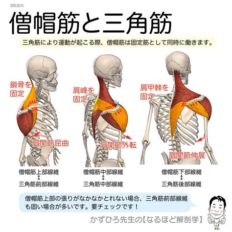 かずひろ先生の【徹底的国試対策】解剖学マガジン 解剖学 先生 三角筋