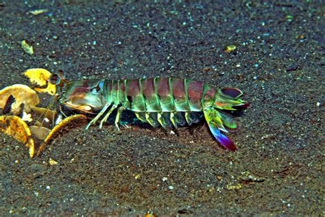 Креветка-богомол Павлиновая или рак-богомол (лат. Odontodactylus scyllarus)