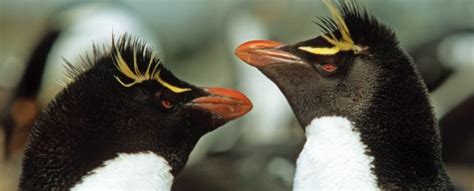 These Penguins Mysteriously Abandon Their First Egg We Finally Know