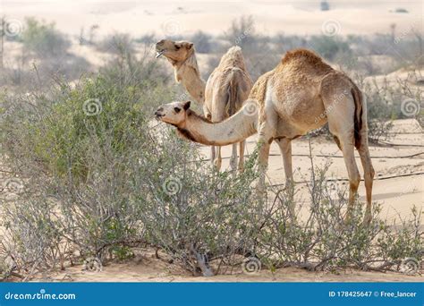 Group Of Middle Eastern Camels Eating Leaves From Desert Trees Near Al