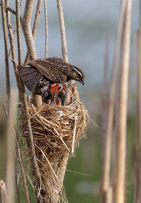 Red-winged Blackbird: Female and Nest