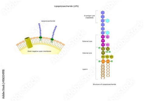 Structure Of The Lipopolysaccharide Gram Negative Bacteria Stock Image And Royalty Free