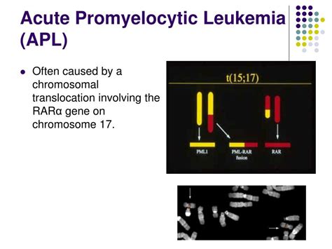 Ppt Retinoic Acid Receptor Alpha And Its Role In Acute Promyelocytic Leukemia Powerpoint