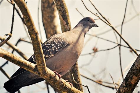 What Sound Does A Pigeon Make NE Pigeon Supplies