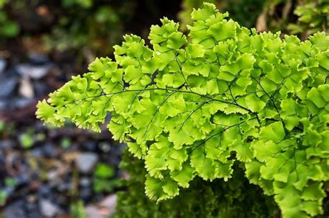34 Best Indoor Fern Varieties For Houseplants