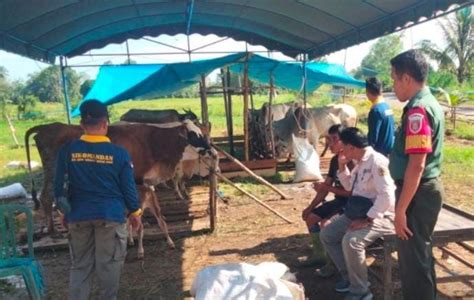 Pastikan Layak Untuk Hewan Kurban Babinsa Koramil Bas Bersama Petugas