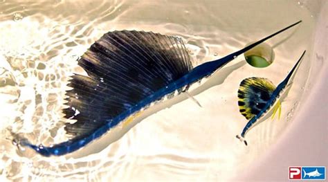 Juvenile Blue Marlin