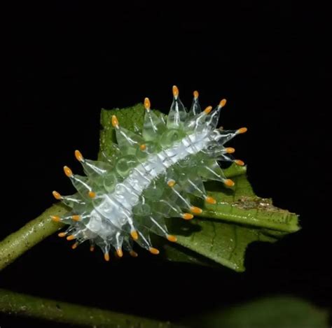 Top 17 Most Beautiful And Most Amazing Insects And Bugs In The World Insects Tortoise Beetle