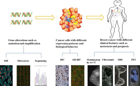 Heterogeneity Can Be Detected On Three Levels Genes Cells And