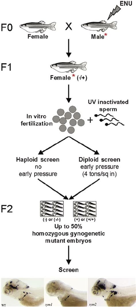 Strategies For Forward Genetic Enu Screens Adult Zebrafish Males Are