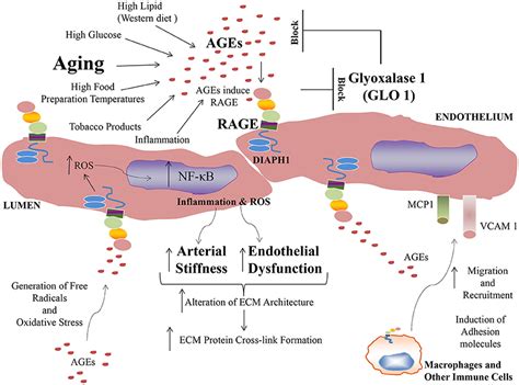 Frontiers The Age Rage Axis Implications For Age Associated Arterial