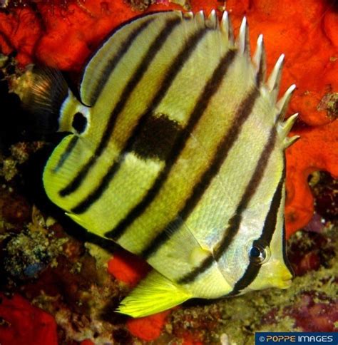 Chaetodon Octofasciatus Poppe Images