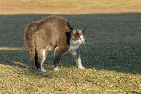 Decifrando Seu Pet Entenda A Linguagem Corporal Dos Gatos Blog Pet