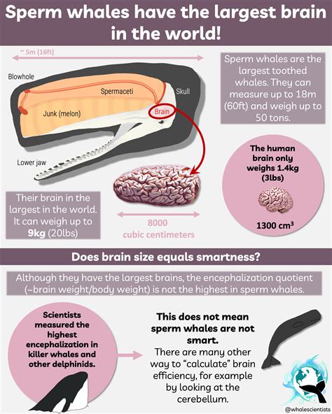 Sperm Whales Have The Largest Brain In The World R Whales