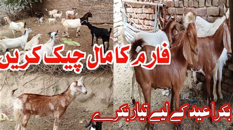 Bakra Eid Ka Ach Mall Mix Tadi Mall Village Goat Farming