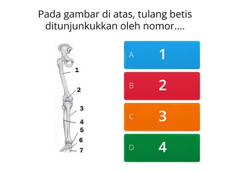 Soal Ipa Kelas Tema Organ Gerak Manusia Materi Essesnsial Tulang