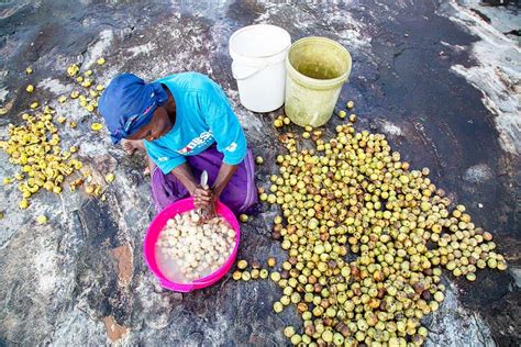 Marula Fruit Brings Everyone Together – BIZ