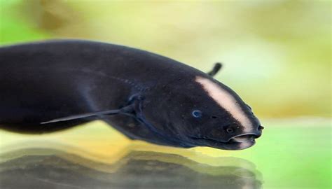 Black ghost knife fish care-Total care diet and breeding guide