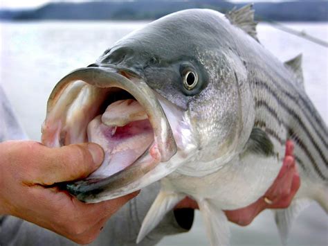 Do Bass Have Teeth A Guide To Handling Largemouth Smallmouth And Other Species