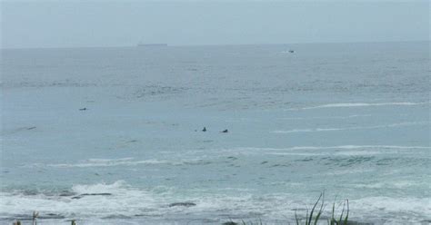 Australie Un Jeune Surfeur Mordu Par Un Requin