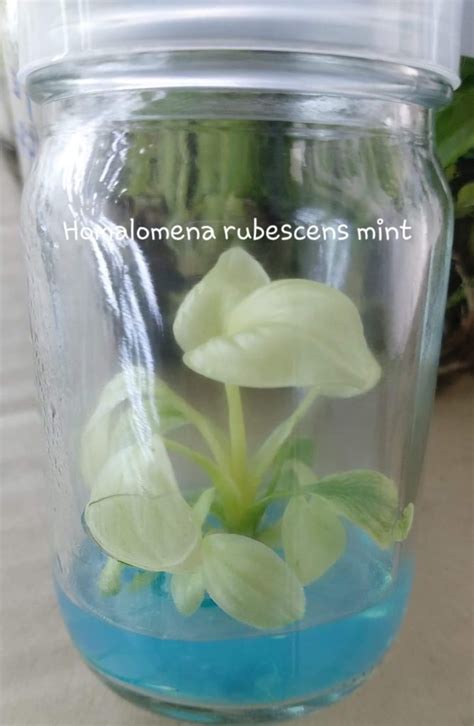 Tissue Culture Homalomena Rubescens Mint Rare Aroid Greenboog