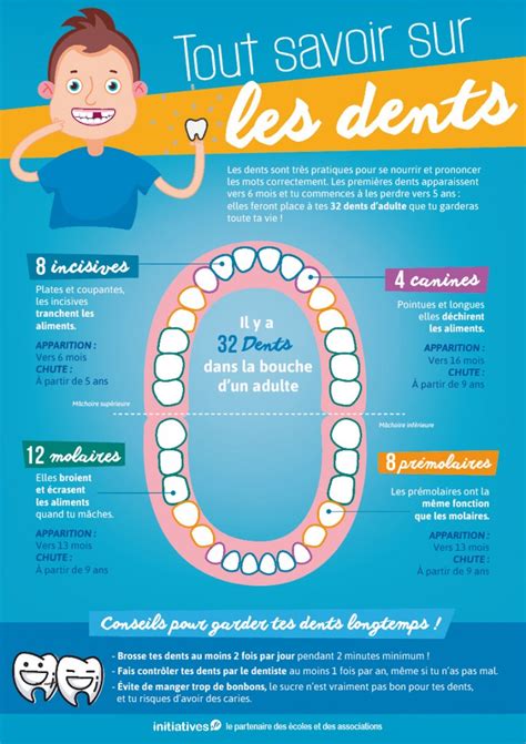 Tout Savoir Sur Les Dents [affiche Pour La Classe] Le Blog D