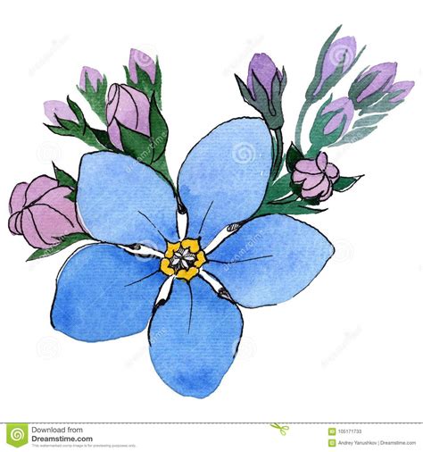Wildflower Forget Me Not Flower In A Watercolor Style Isolated Stock