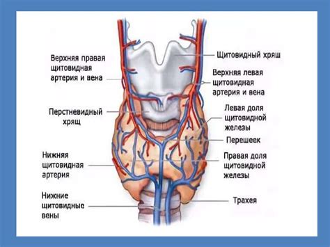 Зоб и тиреотоксикоз Диффузно токсический зоб презентация онлайн