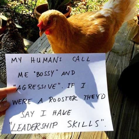 Farmers Are Shaming Chickens For Their Crimes The Results Are