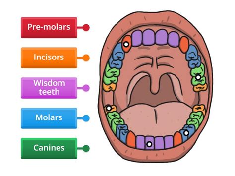 Types of Teeth - Labelled diagram