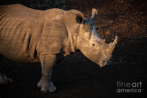 White rhino in South Africa Photograph by Jamie Pham - Pixels