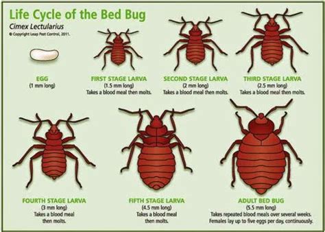 A Comprehensive Guide On How To Detect And Remove Bedbugs