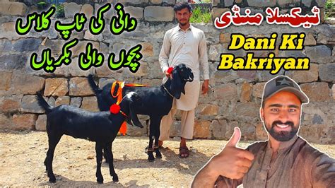 Dani Ki Bacho Wali Bakriyan Taxila Mandi Update July Youtube