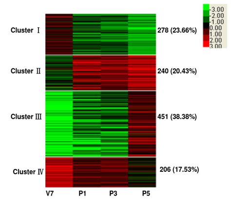 Heat Map Of K Means Clustering Of 1175 Variably Expressed Genes In Four Download Scientific