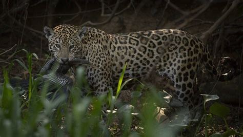 Estudo aponta redução de 94 nas populações de animais da América