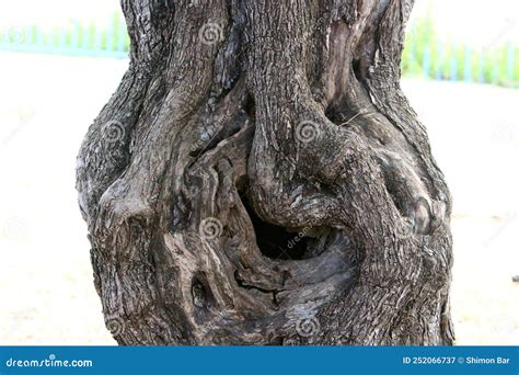 Texture Of Tree Bark On The Trunk Of A Large Tree Stock Image Image