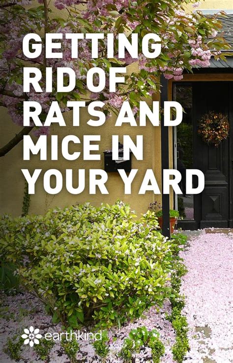 How To Get Rid Of Mice In Your Backyard Patio Deck More Getting